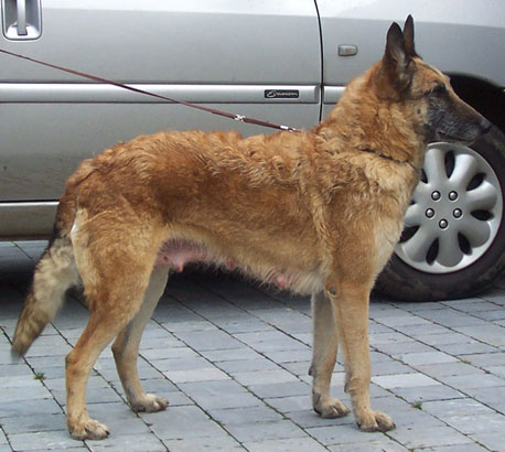 CH. Sr borghese d'eroudur