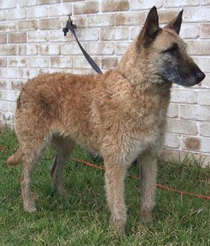 CH. Yschia d'eroudur